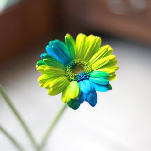 バイカラーガーベラ グリーン ブルー 10本とキラキラかすみ草の花束 バラ 生花 バイカラーガーベラ 花束 Roseshop 青いバラ レインボーローズの専門店