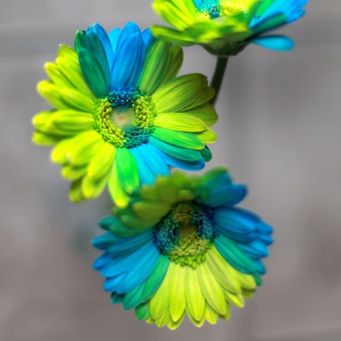 バイカラーガーベラ グリーン ブルー 30本とキラキラかすみ草の花束 バラ 生花 バイカラーガーベラ 花束 Roseshop 青いバラ レインボーローズの専門店 バイカラーガーベラ グリーン ブルー 30本とキラキラかすみ草の花束 バラ 生花 バイカラーガーベラ 花束 Roseshop 青いバラ レインボーローズの専門店