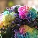 All Rainbow �쥤��ܡ������͡������ȥ쥤��ܡ���������Υߥ˥����