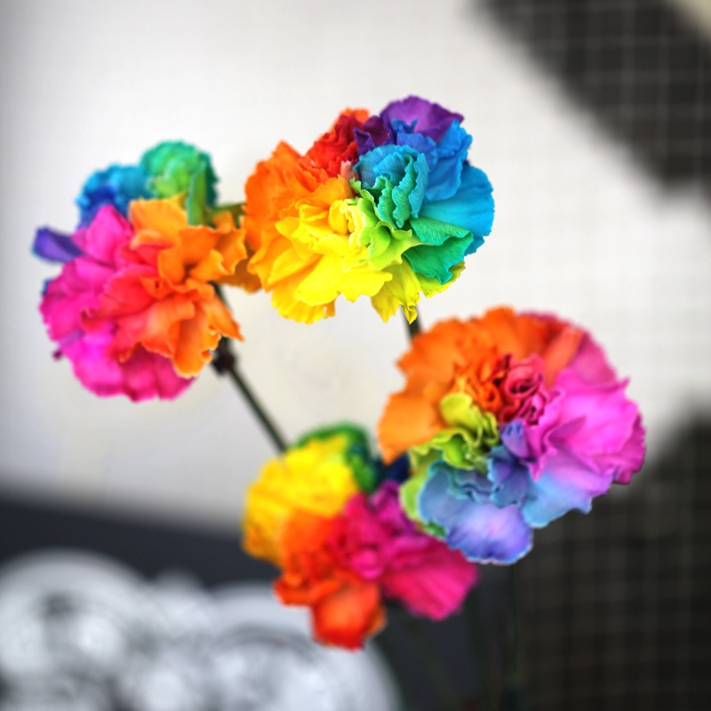 �쥤��ܡ�������3�ܤȥ쥤��ܡ������͡������3�ܤȥ��饭�餫������β�«