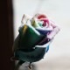 Ρ쥤ܡ11ܤβ«