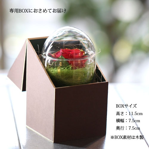 鯥ɥ ɥ饤ե ޤ饹