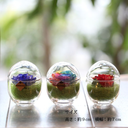 鯥ɥ ɥ饤ե ޤ饹