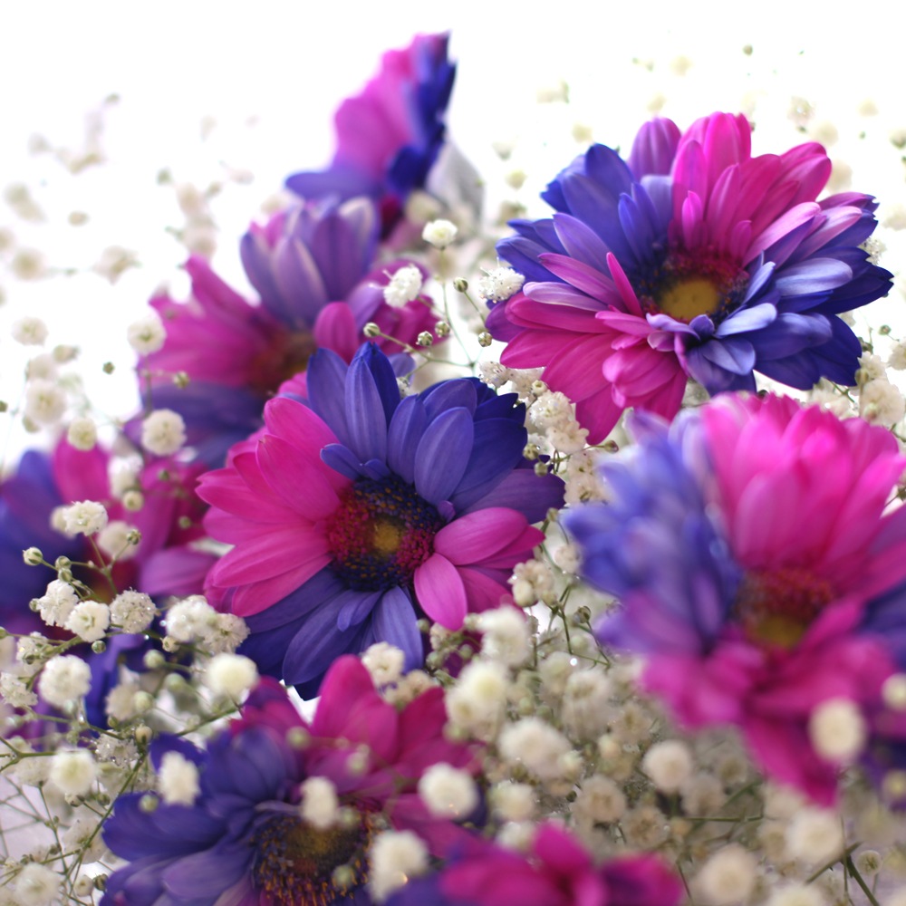 バイカラーガーベラ ピンク パープル 10本の花束 キラキラかすみ草付き バラ 生花 バイカラーガーベラ 花束 Roseshop 青いバラ レインボーローズの専門店 バイカラーガーベラ ピンク パープル 10本の花束 キラキラかすみ草付き バラ 生花 バイカラーガーベラ 花束 Roseshop 青いバラ レインボーローズの専門店