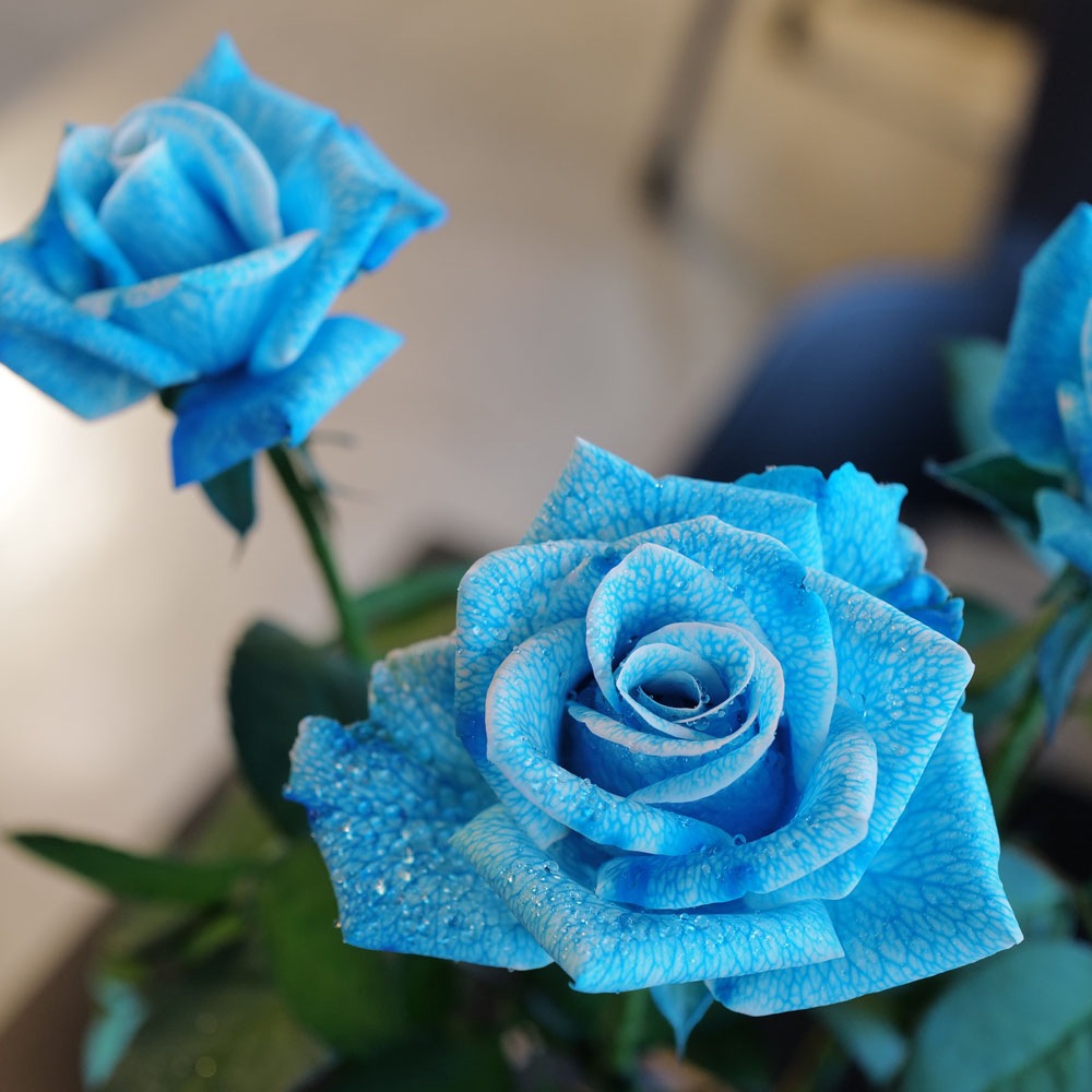 �忧�ΥХ顡11�ܤβ�«