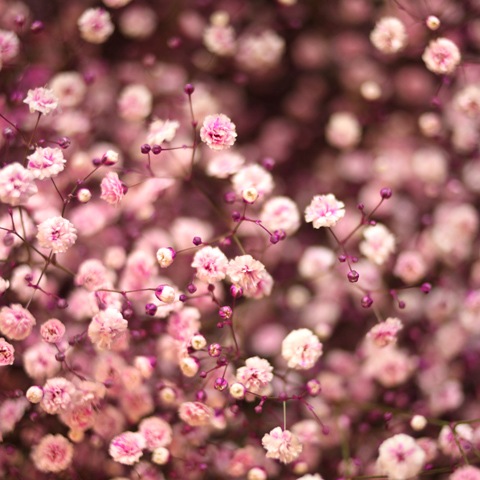 ����20�ܤȥԥ󥯤Τ�������β�«