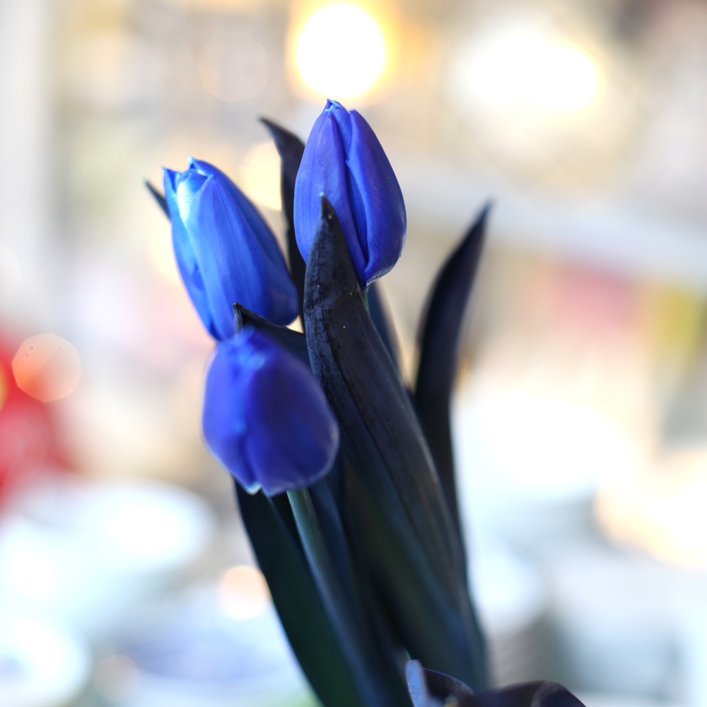 青いチューリップ10本とキラキラかすみ草の花束 すべての商品 Roseshop 青いバラ レインボーローズの専門店