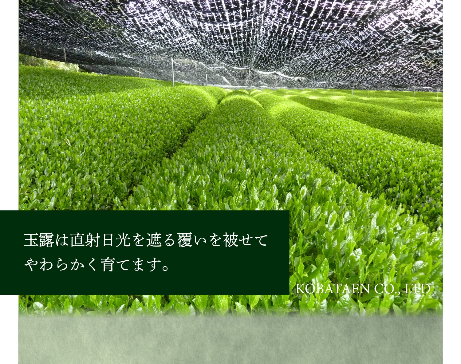 玉露ティーバッグ　(5g×6個入)　3袋セット 宇治茶 ティーバッグ 誕生日 お誕生日 バレンタイン