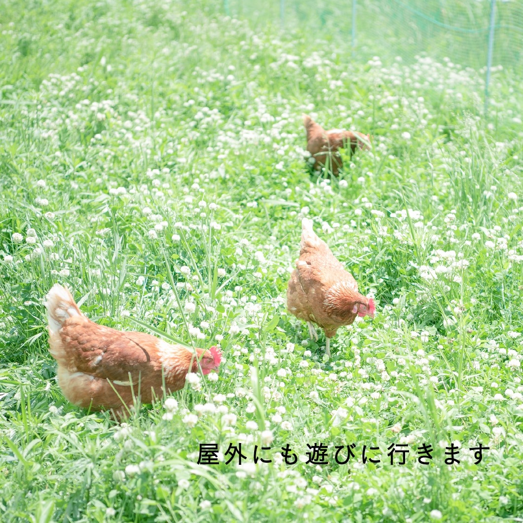 定期購入 ｜ オーガニック平飼い有精卵120個