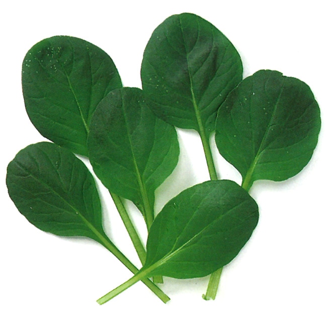 中原採種場　ベビーリーフ種子　黒葉ピノグリーン(F1)(晩生)【取り寄せ注文】