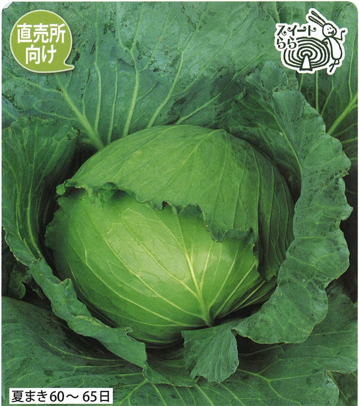 サカタのタネ キャベツ種子 藍天【取り寄せ注文】※春のみ商品【2026年春種予約商品】