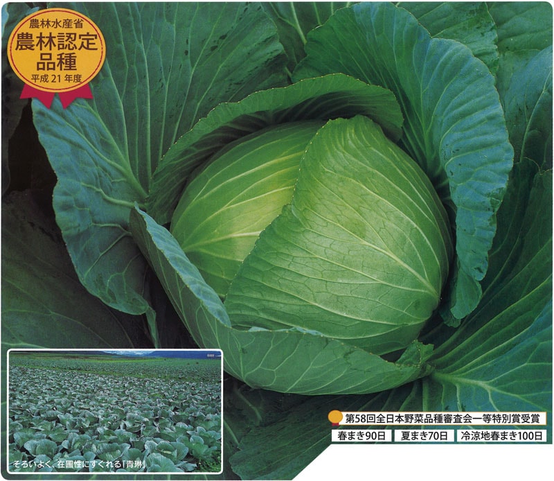 サカタのタネ　キャベツ種子　青琳【取り寄せ注文】