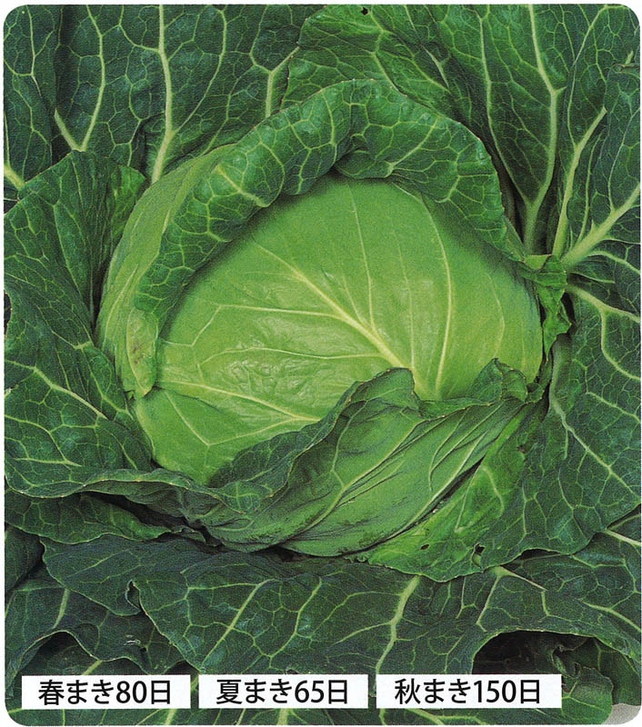 サカタのタネ キャベツ種子 金系201EX【取り寄せ注文】