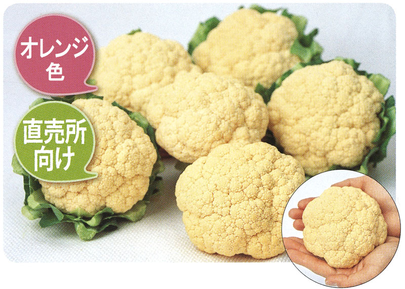 サカタのタネ カリフラワー種子 オレンジ美星【取り寄せ注文】