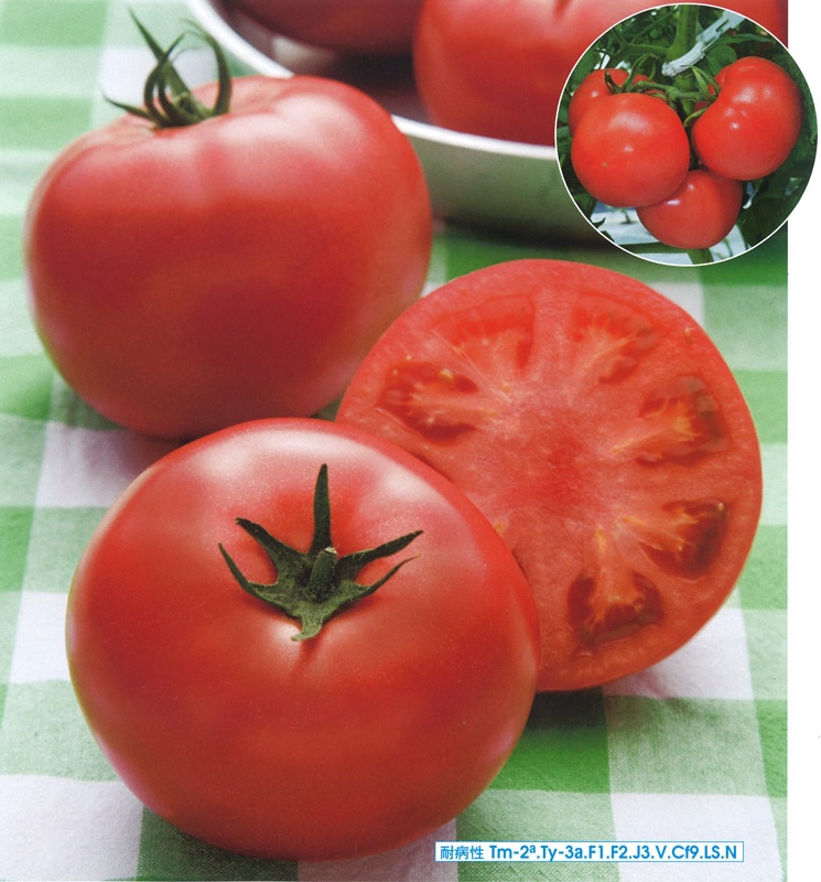 タキイ種苗 トマト種子 桃太郎ピース[ATM06N]【取り寄せ注文】※春のみ商品【2026年春種予約商品】