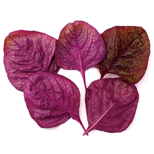 中原採種場 ベビーリーフ種子 レッドアマランサス(緋赤ヒユナ)【取り寄せ注文】