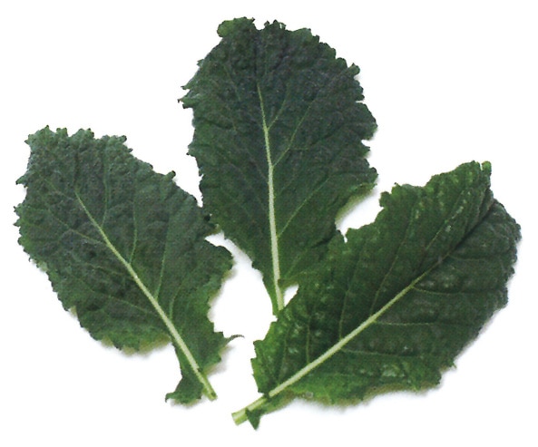 中原採種場　ベビーリーフ種子　ブラックケール【取り寄せ注文】【取り寄せ注文】