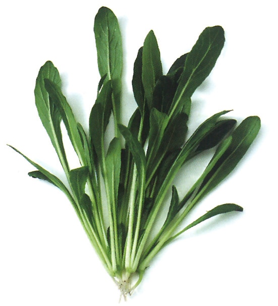 中原採種場　ベビーリーフ種子　中生ミブナ【取り寄せ注文】