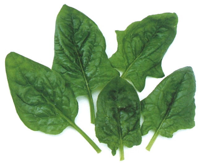 中原採種場 ベビーリーフ種子 グリーンスピナッチ(サボイ)【取り寄せ注文】