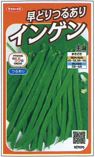 サカタのタネ インゲン種子 王湖(つるあり）【取り寄せ注文】＊種子有効期限2025年10月末