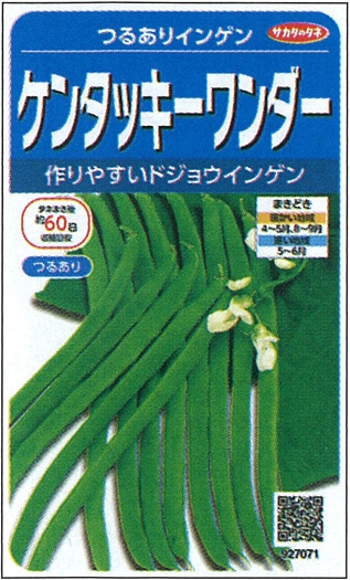 サカタのタネ　インゲン種子　ケンタッキーワンダー(つるあり)【取り寄せ注文】※種子有効期限2024年10月末