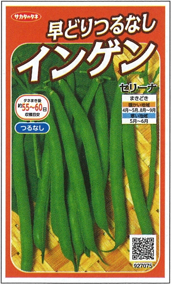 サカタのタネ　インゲン種子　セリーナ(つるなし)【取り寄せ注文】