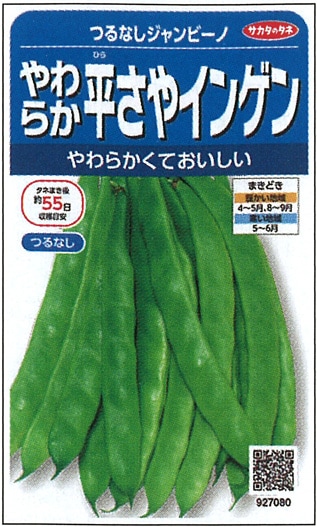サカタのタネ　インゲン種子　つるなしジャンビーノ【取り寄せ注文】※種子有効期限2024年10月末