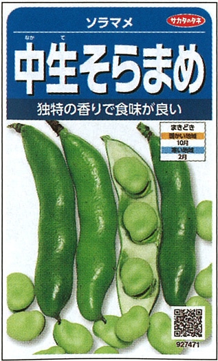 サカタのタネ　ソラマメ種子　中生そらまめ　実咲小袋[927471]【取り寄せ注文】＊秋のみ商品【2024秋新種予約】7月中旬～入荷予定