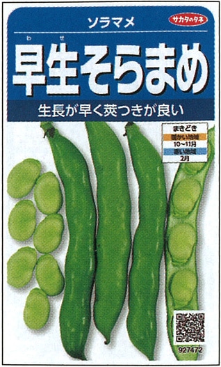サカタのタネ　ソラマメ種子　早生そらまめ　実咲小袋[927472]【取り寄せ注文】＊秋のみ商品