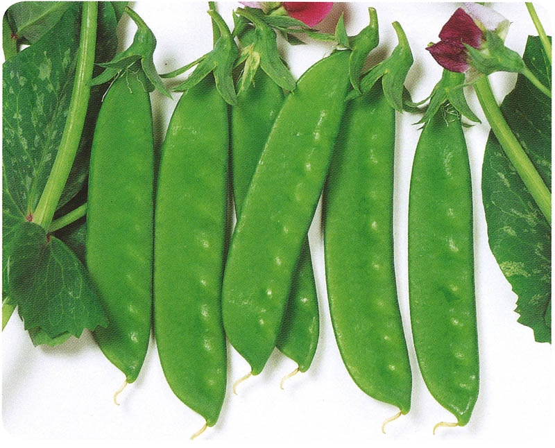 サカタのタネ エンドウ種子 豊成（豌豆）【取り寄せ注文】＊種子有効期限2026年5月末