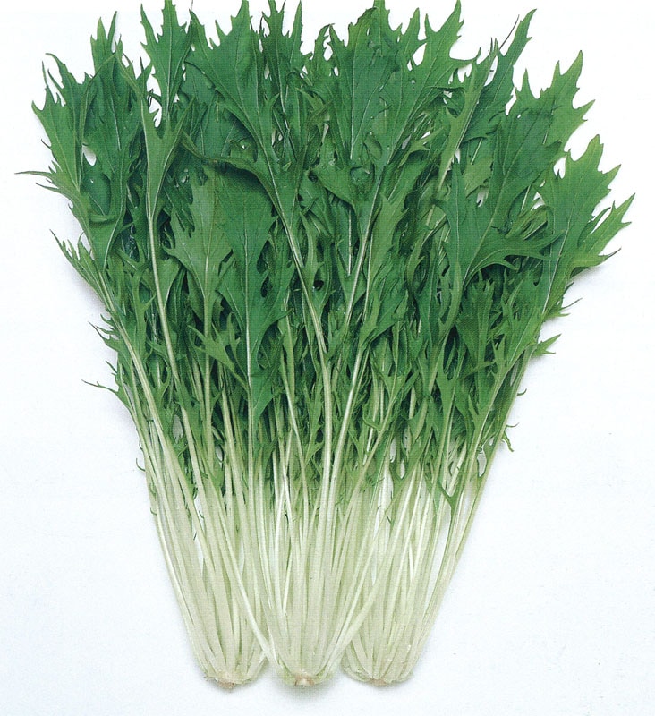 タキイ種苗 ミズナ種子 京みぞれ水菜[ATU043]【取り寄せ注文】＊種子