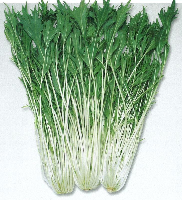 タキイ種苗 ミズナ種子 京しぐれ水菜[ATU042]【取り寄せ注文】※2026年4月末取り扱い中止予定、代替商品：都むすめ