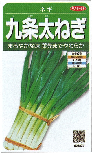 サカタのタネ　ネギ種子　九条太ねぎ　実咲小袋[923874]【取り寄せ注文】＊種子有効期限2024年10月末