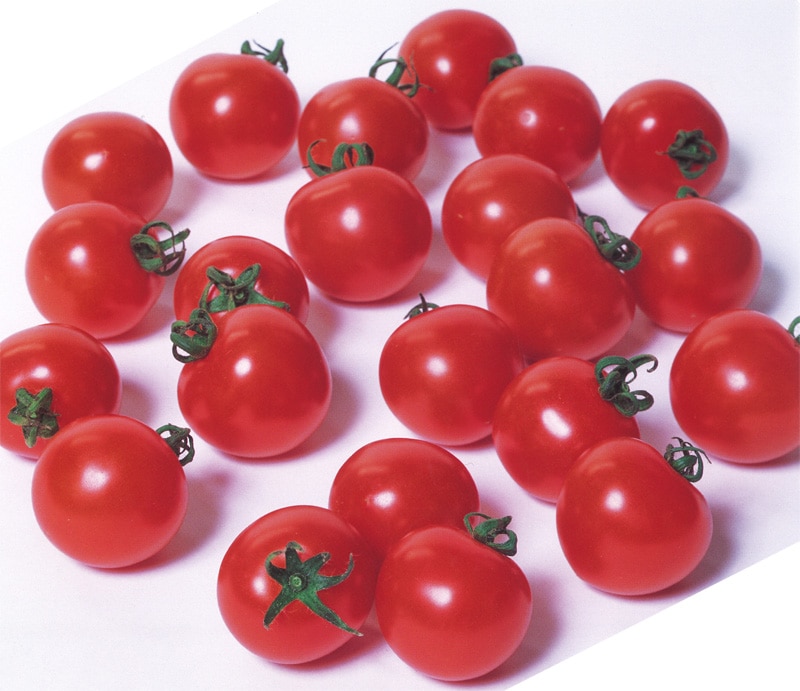 サカタのタネ ミニトマト種子 キャロルスターPRIMAX　1000粒[069867]【取り寄せ注文】※春のみの商品