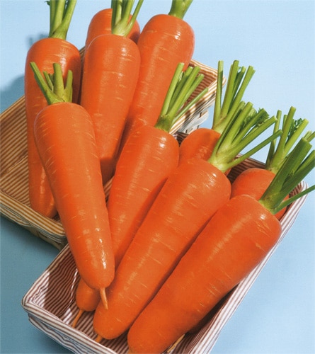 タキイ種苗 ニンジン種子 翔馬 ペレットL1万粒[ACH060]【取り寄せ注文】