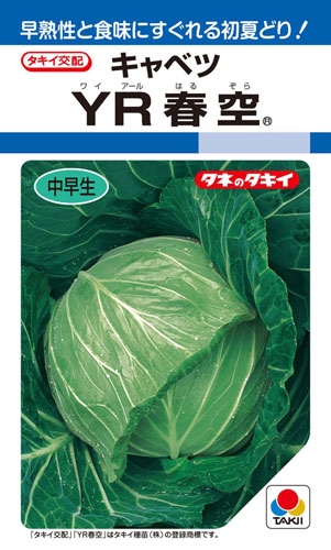 タキイ種苗 キャベツ種子 YR春空[ACA009]【取り寄せ注文】【2026年春種予約商品】