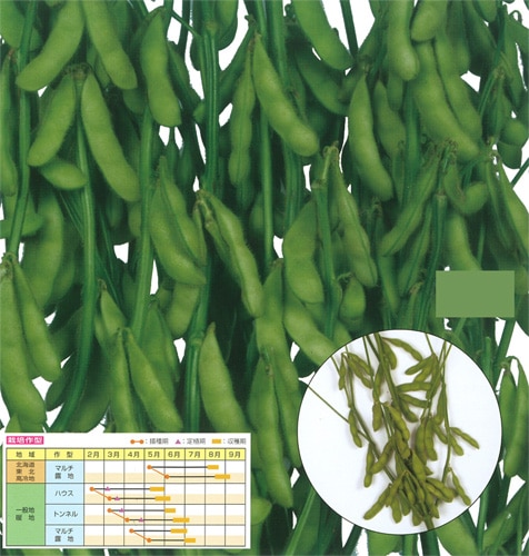 雪印種苗 エダマメ種子 味風香【取り寄せ注文】【2026年春種予約商品】