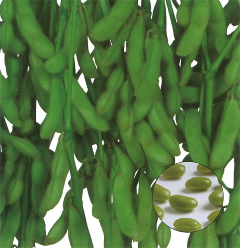 雪印種苗　エダマメ種子　青豊【取り寄せ注文】