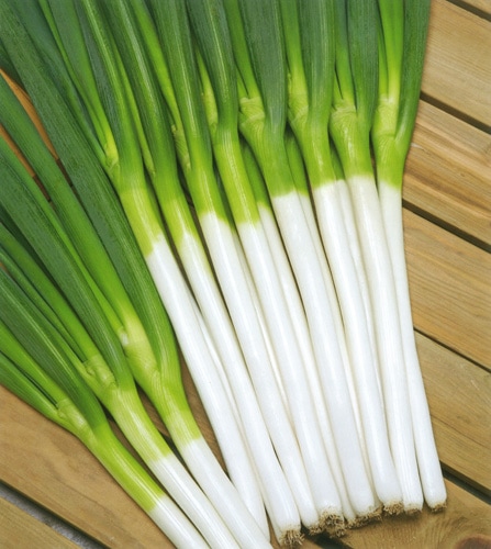 タキイ種苗 ネギ種子 初夏一文字 [ANE076]【取り寄せ注文】※2025秋品薄商品