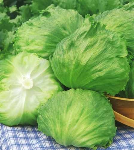 タキイ種苗 レタス種子 アリスト L5千粒[ALE163]【取り寄せ注文】