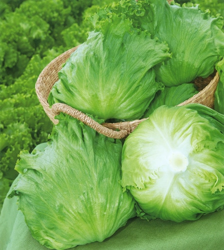 タキイ種苗 レタス種子 サマーガイ L5千粒[ALE162]【取り寄せ注文】