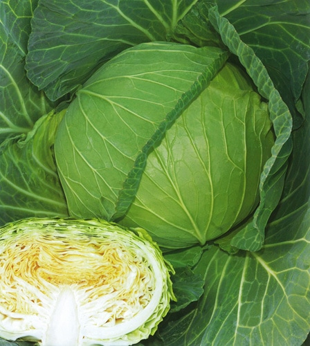 タキイ種苗 キャベツ種子 涼峰[ACA09P]【取り寄せ注文】