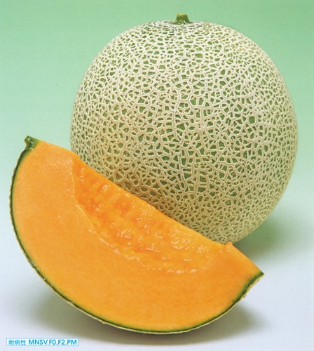 タキイ種苗 メロン種子 レノンハート100粒[AMA01R]【取り寄せ注文】※春のみ商品【2026年春種予約商品】