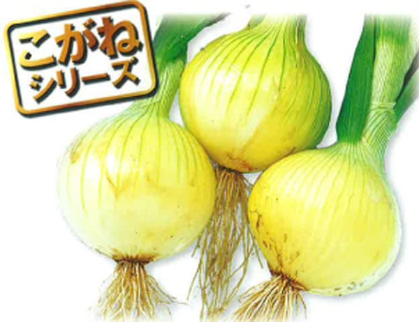 中原採種場 タマネギ種子 スーパーこがね 【取り寄せ注文】