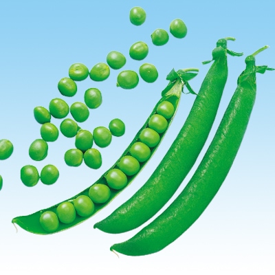 中原採種場 エンドウ種子 ロングピース豌豆【取り寄せ注文】＊種子有効期限2026年5月末
