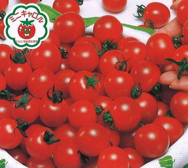 サカタのタネ ミニトマト種子 ミニキャロル[920100］【取り寄せ注文