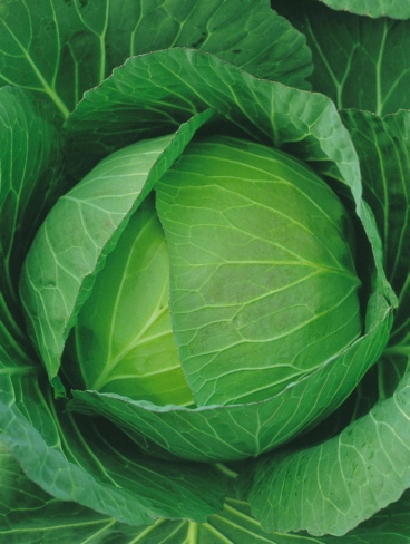 日本農林社 キャベツ種子 フルーツキャベツ(YCR)【取り寄せ注文】