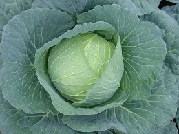 日本農林社 キャベツ種子 YCRげっこう【取り寄せ注文】　