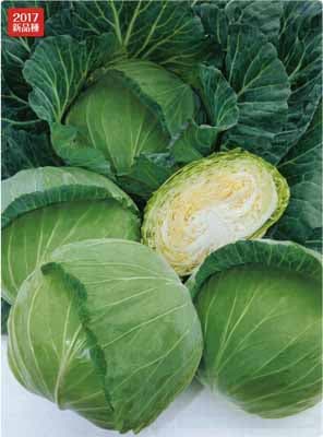 タキイ種苗 キャベツ種子 YR若空[ACA09G]【取り寄せ注文】