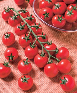 タキイ種苗 ミニトマト種子 TY千果【取り寄せ注文】※春のみ商品【2026年春種予約商品】